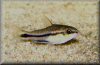 Corydoras pygmaeus