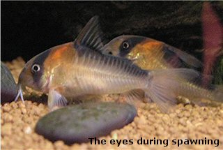 Corydoras adolfoi = pair = note the silver ring around eyes