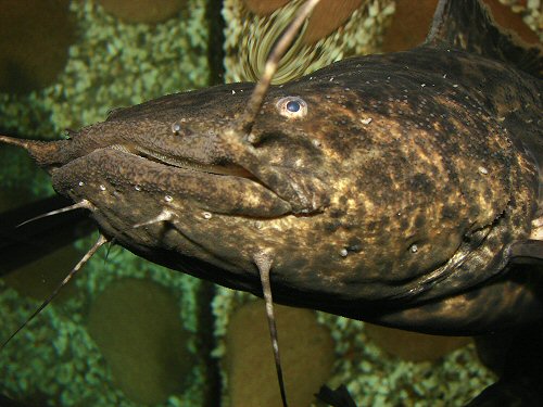 A portrait of the predator with its large head, small eyes and the short barbles.