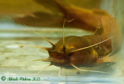 Amblyceps crassioris = head view