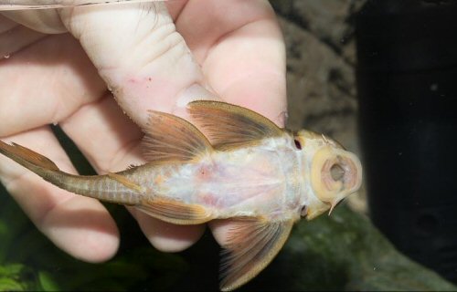 Ancistomus sp. (L487) = ventral view