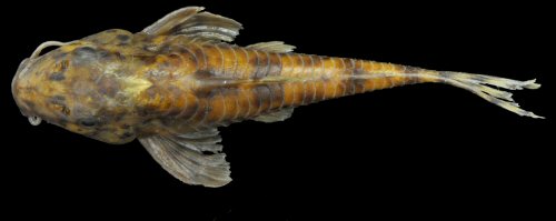 Aspidoras aldebaran = Dorsal view-Mato Grosso State, Alto Araguaia Municipality, ribeirão do Sapo, upstream Couto de Magalhães Waterfall, Brazil