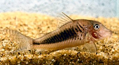 Corydoras solox 