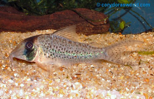 Corydoras sychri 