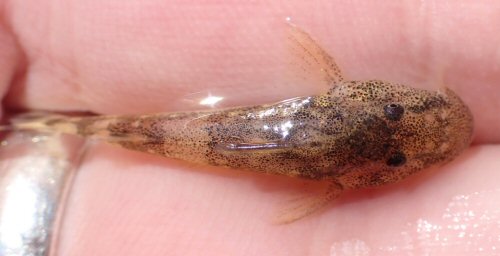 Chiloglanis fasciatus = Dorsal view-Kavango Region, Namibia