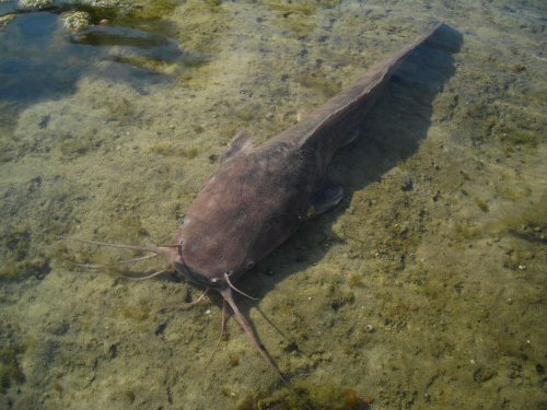 Clarias anguillaris = dorsal view