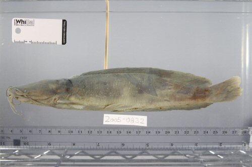 Clarias leiacanthus