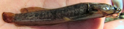 Clarias ngamensis = Ngamiland North, Botswana