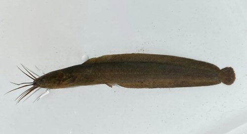 Clarias theodorae = Kafue, western Zambia