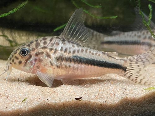 Hoplisoma sp. (CW137) = female