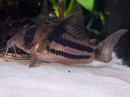 Corydoras sp. (CW160)