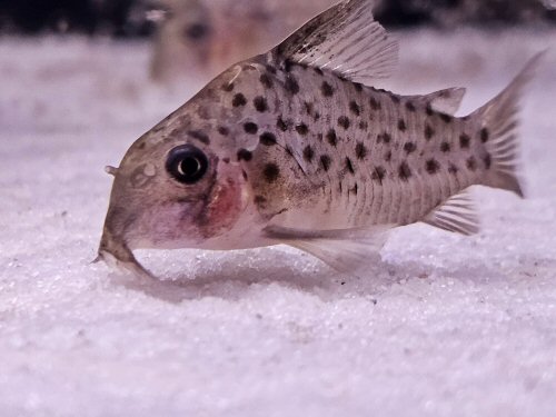 Corydoras sp. (CW162)