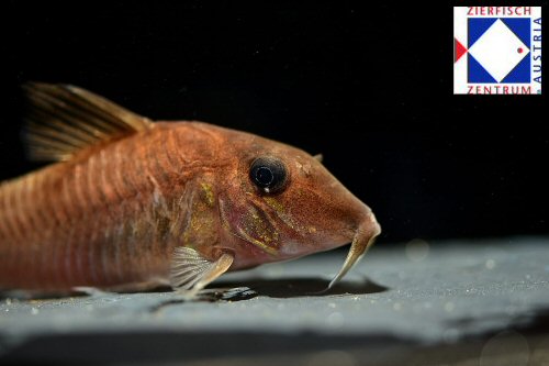 Corydoras sp. (CW180) = head view