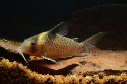 Corydoras sp. (CW202)