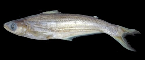 Eutropiichthys cetosus