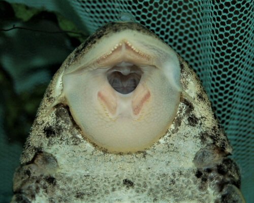 Hypostomus sp. (L517) = mouth view