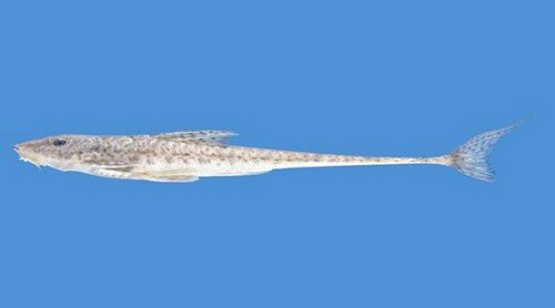 Limatulichthys griseus