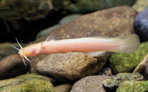 Liobagrus chenhaojuni = albino specimen