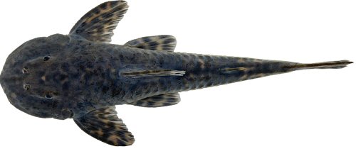 Neoplecostomus altimontanus = Holotype-Dorsal view-Itamonte, Rio Capivari, Rio Sapucaí drainage, Rio Grande sub-basin, upper Rio Paraná basin