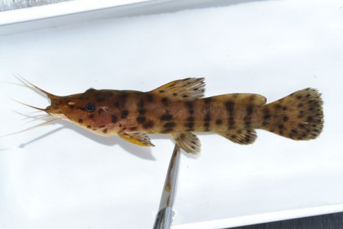 Parauchenoglanis ngamensis = Juvenile, Lungwebungu River near bridge-Angola