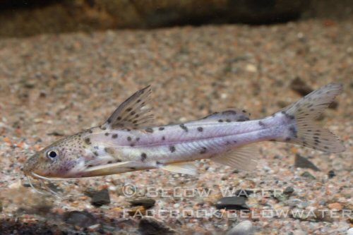 Synodontis victoriae