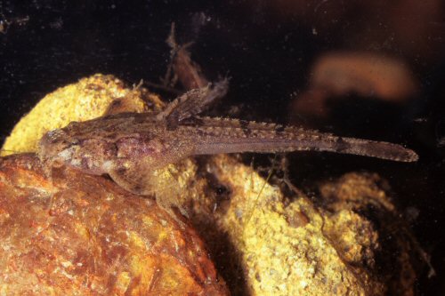 Scoloplax empousa = Adult male-Brazil, Bento Gomes River, Pocone, Mato Grosso