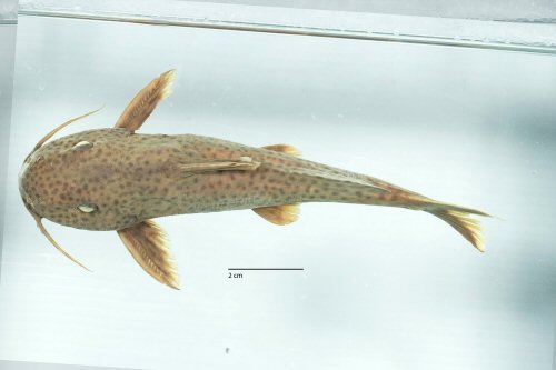 Synodontis ilebrevis = Dorsal view-Lake Tanganyika, Cape Chaitika, Zambia