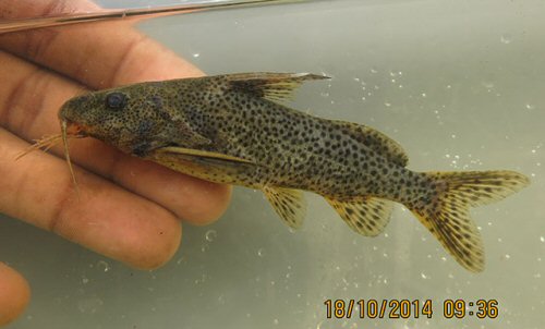 Synodontis lufirae = Congo (Kinshasa), Lake Bwaya, Kundelungu National Park