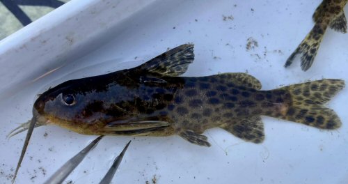 Synodontis macrostoma