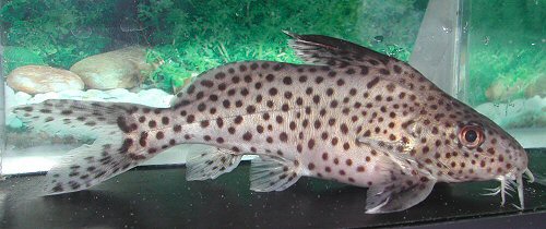 Synodontis sp. (SC015)