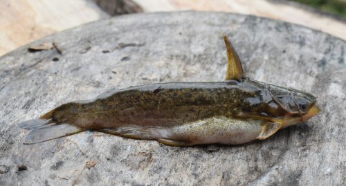 Trachelyopterus insignis = Galeras, Sucre, Colombia