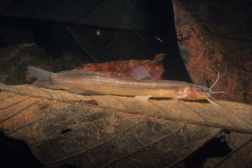 Acentronichthys leptos