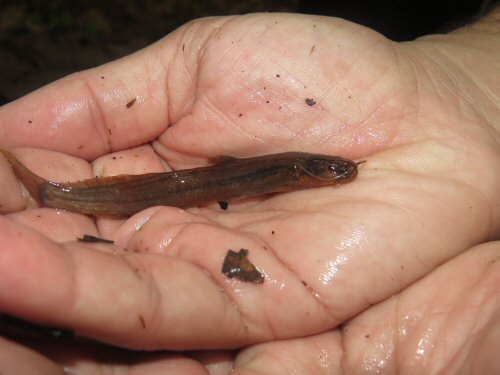 Acentronichthys leptos = Tinguá, Nova Iguaçu - RJ, Brasil 