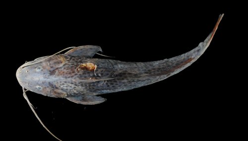 Aguarunichthys inpai = Dorsal view-Beni River between Kaka and Tuichi, Beni sub-basin, Amazon Basin