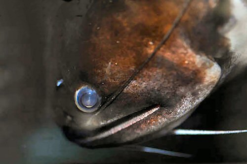 Asterophysus batrachus  = Head View