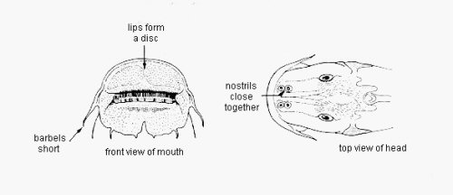 Atopochilus vogti = Line drawing-mouth & dorsal head view