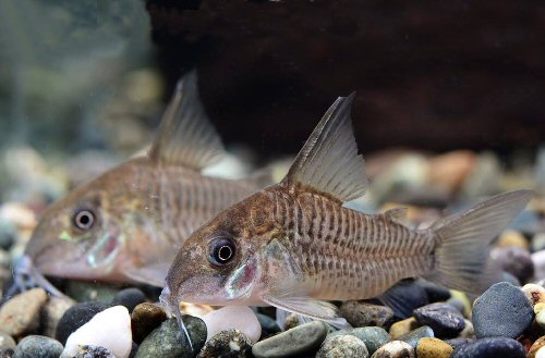 Hoplisoma guianense