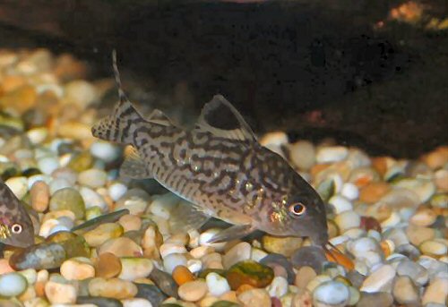 Corydoras reticulatus