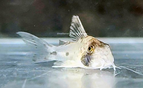 Hoplisoma rikbaktsa = head view