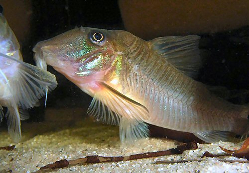 Corydoras spilurus = Adult female - from Approuague, French Guinea