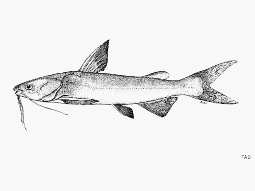 Cathorops dasycephalus