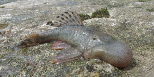 Chaetostoma sp. (L336)