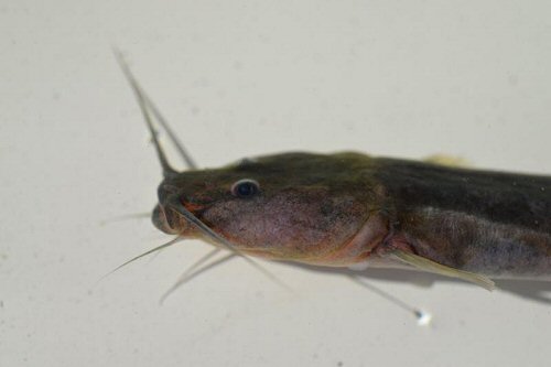 Chasmocranus tapanahoniensis = head view