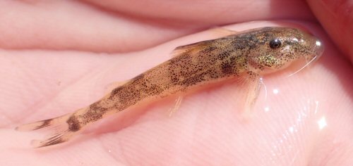 Chiloglanis fasciatus = Kavango Region, Namibia