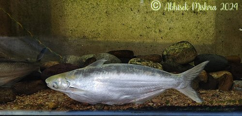 Clupisoma bastari = Gravid female-Mahanadi river, Odisha, India