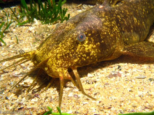 Cnidoglanis macrocephalus = Dorsal head view-Fairy Bower, Manly, NSW