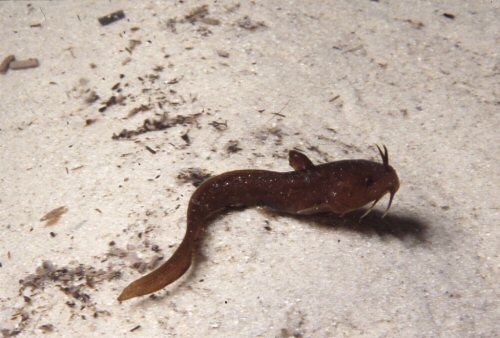 Cnidoglanis macrocephalus = Juvenile-Normanville, Fleurieu Peninsula, South Australia 