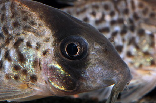 Hoplisoma sp. (C026) = head view