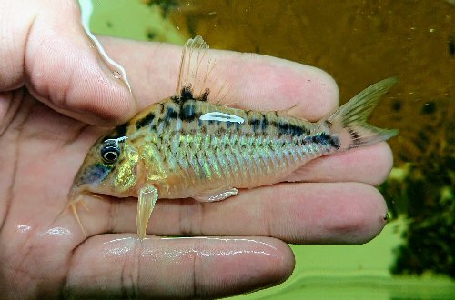 Corydoras sp. (CW013)