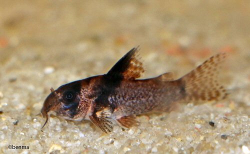 Hoplisoma sp. (CW027) = fry